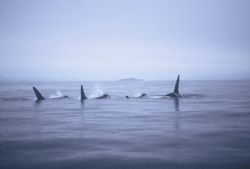 Orcas, Johnstone Straight. by Lois Haesler 